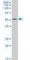 HSF4 Antibody (monoclonal) (M03)