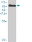 HSGT1 Antibody (monoclonal) (M01)