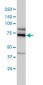 HSGT1 Antibody (monoclonal) (M01)