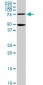 HSGT1 Antibody (monoclonal) (M02)