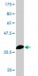 HSPA1B Antibody (monoclonal) (M02)