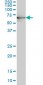 HSPA1B Antibody (monoclonal) (M02)