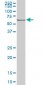 HSPA1B Antibody (monoclonal) (M02)