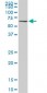 HSPA1B Antibody (monoclonal) (M02)