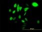 HSPA1B Antibody (monoclonal) (M02)