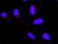HSPA1B Antibody (monoclonal) (M02)