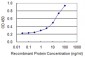 HSPA2 Antibody (monoclonal) (M02)