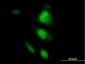 HSPA2 Antibody (monoclonal) (M02)