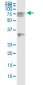 HSPA2 Antibody (monoclonal) (M02)