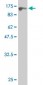 HSPA2 Antibody (monoclonal) (M02)