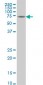 HSPA2 Antibody (monoclonal) (M02)