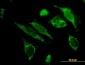 HSPE1 Antibody (monoclonal) (M01)