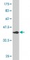 HSPE1 Antibody (monoclonal) (M01)