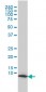 HSPE1 Antibody (monoclonal) (M01)