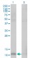 HSPE1 Antibody (monoclonal) (M01)