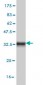 HTRA2 Antibody (monoclonal) (M02)