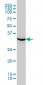 HTRA2 Antibody (monoclonal) (M02)