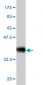 HTRA2 Antibody (monoclonal) (M03)