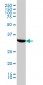 HTRA2 Antibody (monoclonal) (M03)