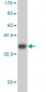 HTRA2 Antibody (monoclonal) (M04)