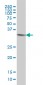 HTRA2 Antibody (monoclonal) (M04)