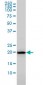 HYI Antibody (monoclonal) (M02)