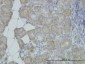 HYOU1 Antibody (monoclonal) (M01)