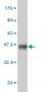 HYOU1 Antibody (monoclonal) (M01)