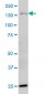 HYOU1 Antibody (monoclonal) (M01)