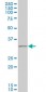 IBRDC2 Antibody (monoclonal) (M02)