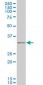 IBRDC2 Antibody (monoclonal) (M02)