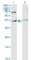 IBRDC2 Antibody (monoclonal) (M02)