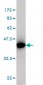 ICA1 Antibody (monoclonal) (M01)