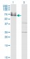 ICAM1 Antibody (monoclonal) (M01)