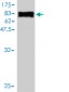 ICAM3 Antibody (monoclonal) (M01)