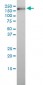 ICAM3 Antibody (monoclonal) (M01)