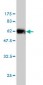 ICOSLG Antibody (monoclonal) (M02)