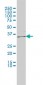 ICOSLG Antibody (monoclonal) (M02)