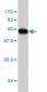 ICOSLG Antibody (monoclonal) (M02)