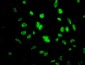 ID1 Antibody (monoclonal) (M02)