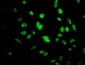 ID1 Antibody (monoclonal) (M02)