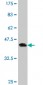 ID1 Antibody (monoclonal) (M02)