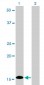 ID1 Antibody (monoclonal) (M02)