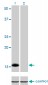 ID1 Antibody (monoclonal) (M02)