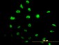 ID1 Antibody (monoclonal) (M04)