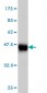 ID1 Antibody (monoclonal) (M04)