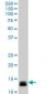 ID1 Antibody (monoclonal) (M04)