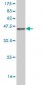 ID2 Antibody (monoclonal) (M01)