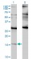 ID2 Antibody (monoclonal) (M01)