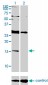 ID2 Antibody (monoclonal) (M01)